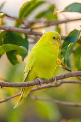 Fototapeta na wymiar Yellow shell parakeet perching on a perch