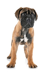 Fototapeta premium puppy bullmastiff in studio