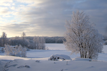 Winter landscape with hoarfrost and tree