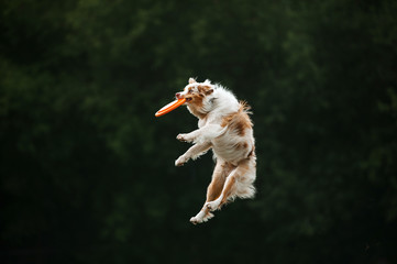 Fototapeta na wymiar Dog catch by teeth disk on fly in air