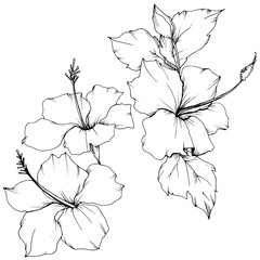 Vector Hibiscus floral botanical flower. Black and white engraved ink art. Isolated hibiscus illustration element.