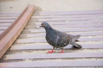 A beautiful dove walks in the city in the summer.