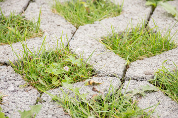 Young grass grows in the concrete pavement in the summer in the city