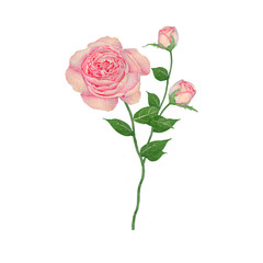 Rose Hand drawn sketch and watercolor illustrations. Watercolor painting Rose. Rose Illustration isolated on white background.