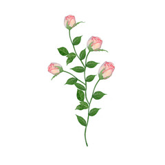 Rose Hand drawn sketch and watercolor illustrations. Watercolor painting Rose. Rose Illustration isolated on white background.