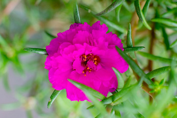 Paper flower with purple color