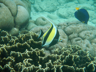 Diving, Socotra island, Yemen