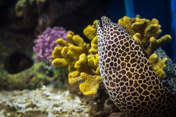 Moray eel