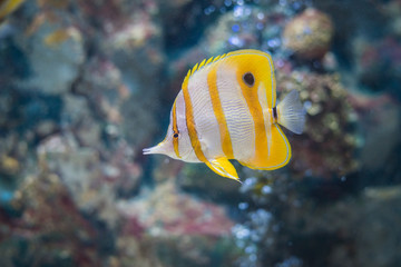 Fototapeta na wymiar Sea yellow fish