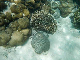 Diving, Socotra island, Yemen