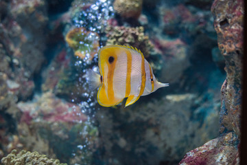 Naklejka na ściany i meble Sea yellow fish