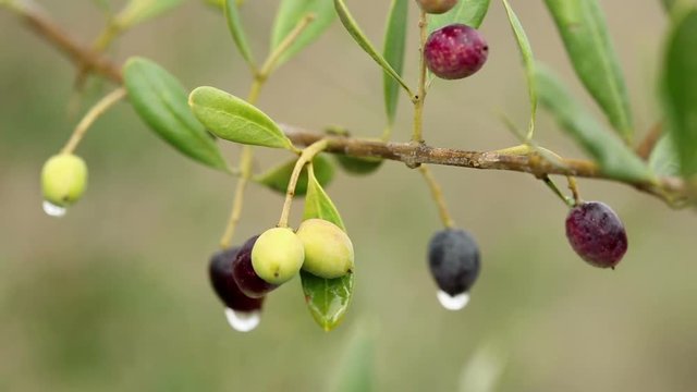 Olea europaea wild common olive tree on a rainy day