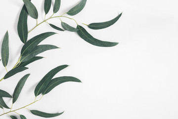 Eucalyptus leaves on pastel gray background. Pattern made of eucalyptus branches. Flat lay, top view, copy space © Flaffy