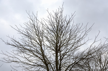 Bare tree against cloudy sky