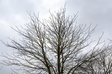 Fototapeta na wymiar Bare tree against cloudy sky