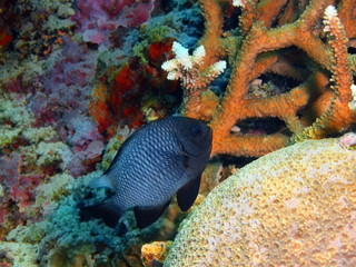 The amazing and mysterious underwater world of Indonesia, North Sulawesi, Bunaken Island, coral fish