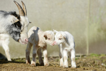 white goat and goat kids  on straw in front of shed