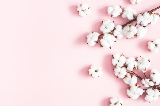 Flowers composition. Cotton flowers on pastel pink background. Flat lay, top view