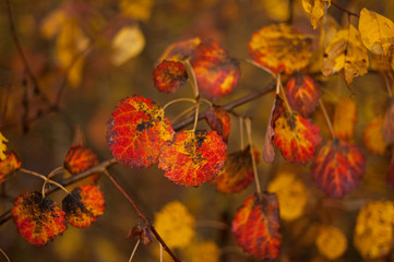 autumn leaves on tree
