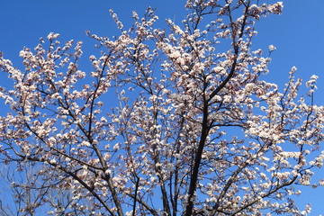 ベニスモモと青空