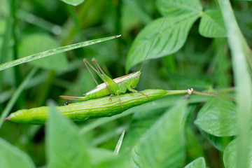 green grasshopper in the grass