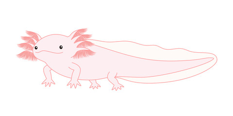 ウーパールーパー　ピンク　イラスト