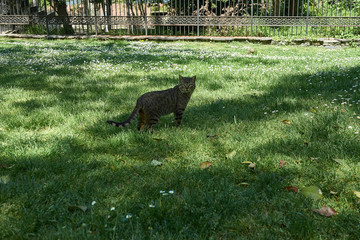 Cat walking in the park of Istanbul Turkey