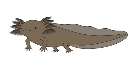 ウーパールーパー　全身　ブラック　イラスト