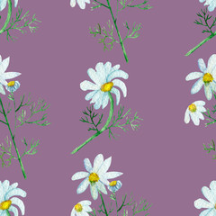 Flowers chamomile pharmacy on a purple background, watercolor seamless pattern for decoration of bags, posters and postcards.