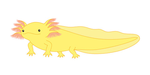 ウーパールーパー　全身　黄色 　イラスト