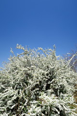 雪柳と青い空