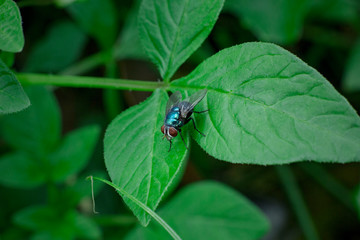 house fly on the leaf