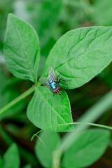 house fly on the leaf