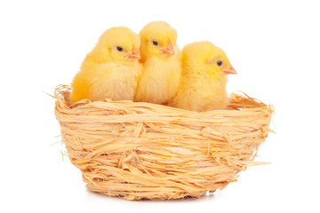 little chick and eggs in nest, isolated on the white