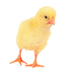 Cute little chicken isolated on white background