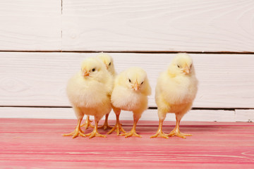 Little yellow chick on wooden table
