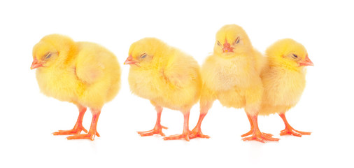 chicks in front of white background.