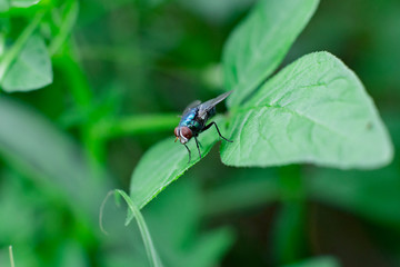 Fototapeta na wymiar house fly on the leaf