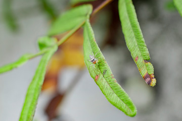 small spider on the leaf, macro photography
