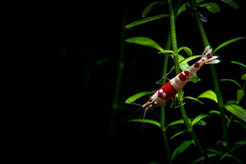 Nice crystal red shrimp dark background aquarium