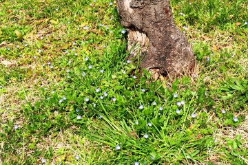 Fototapeta premium 花桃の木とオオイヌノフグリ