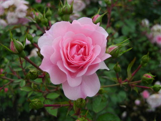 pink rose in the garden