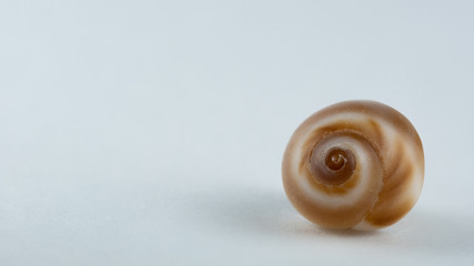 Macro image of a shell