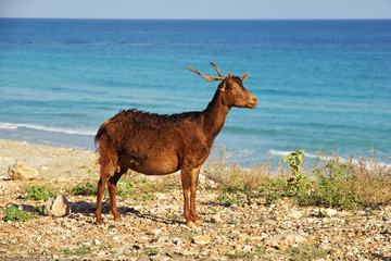 Socotra island, Yemen