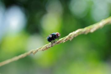 house fly on the reeds