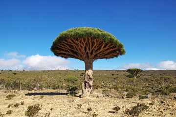 Bottle tree, Dragon blood tree, Socotra island, Yemen, Indian ocean