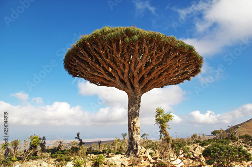 Fototapete Bottle Tree Dragon Blood Tree Socotra Island Yemen Indian Ocean Sergey Fototapete Bottle Tree Dragon Blood Tree Socotra Island Yemen Indian Ocean Sergey