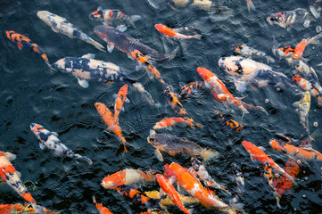 Colorful Koi fish swimming in pond