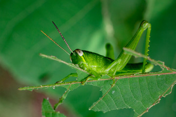 green grasshopper eating leaf