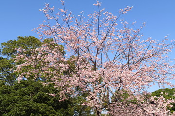 オオカンザクラと樟と青空